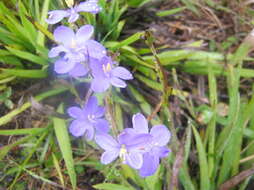 Imagem de Aristea ensifolia J. Muir