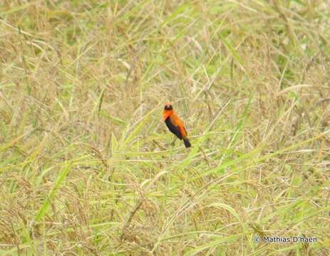 Image of Black-winged Bishop