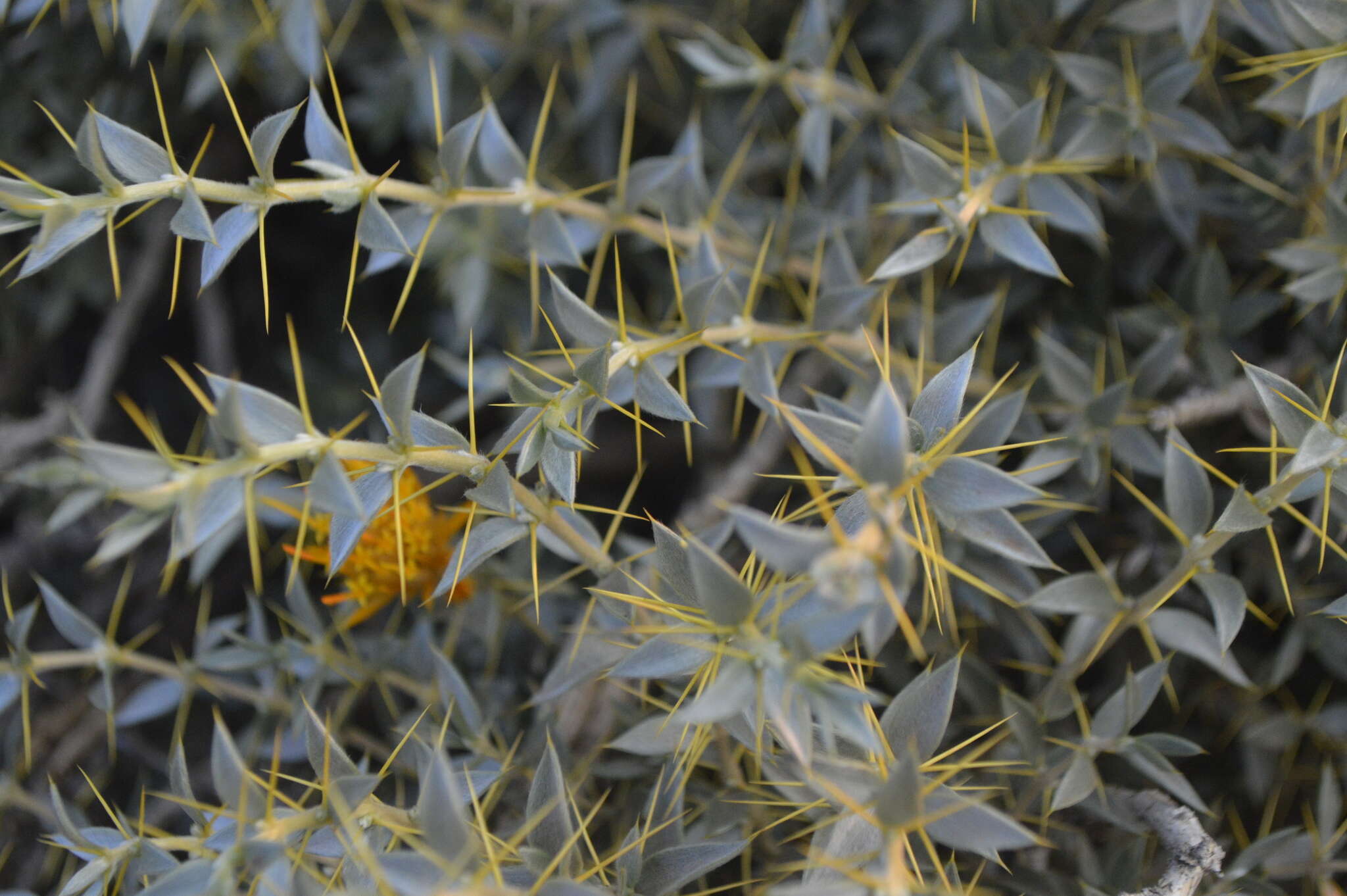 Image of Chuquiraga oppositifolia D. Don