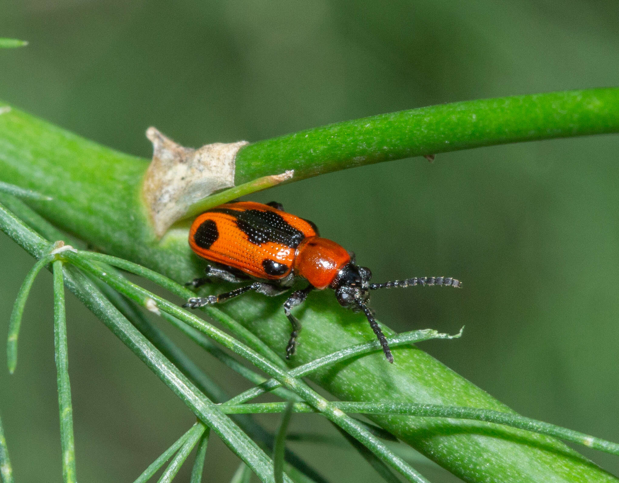 Image of <i>Crioceris quinquepunctata</i>