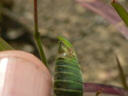 Image of Curve-tailed Bush Katydid