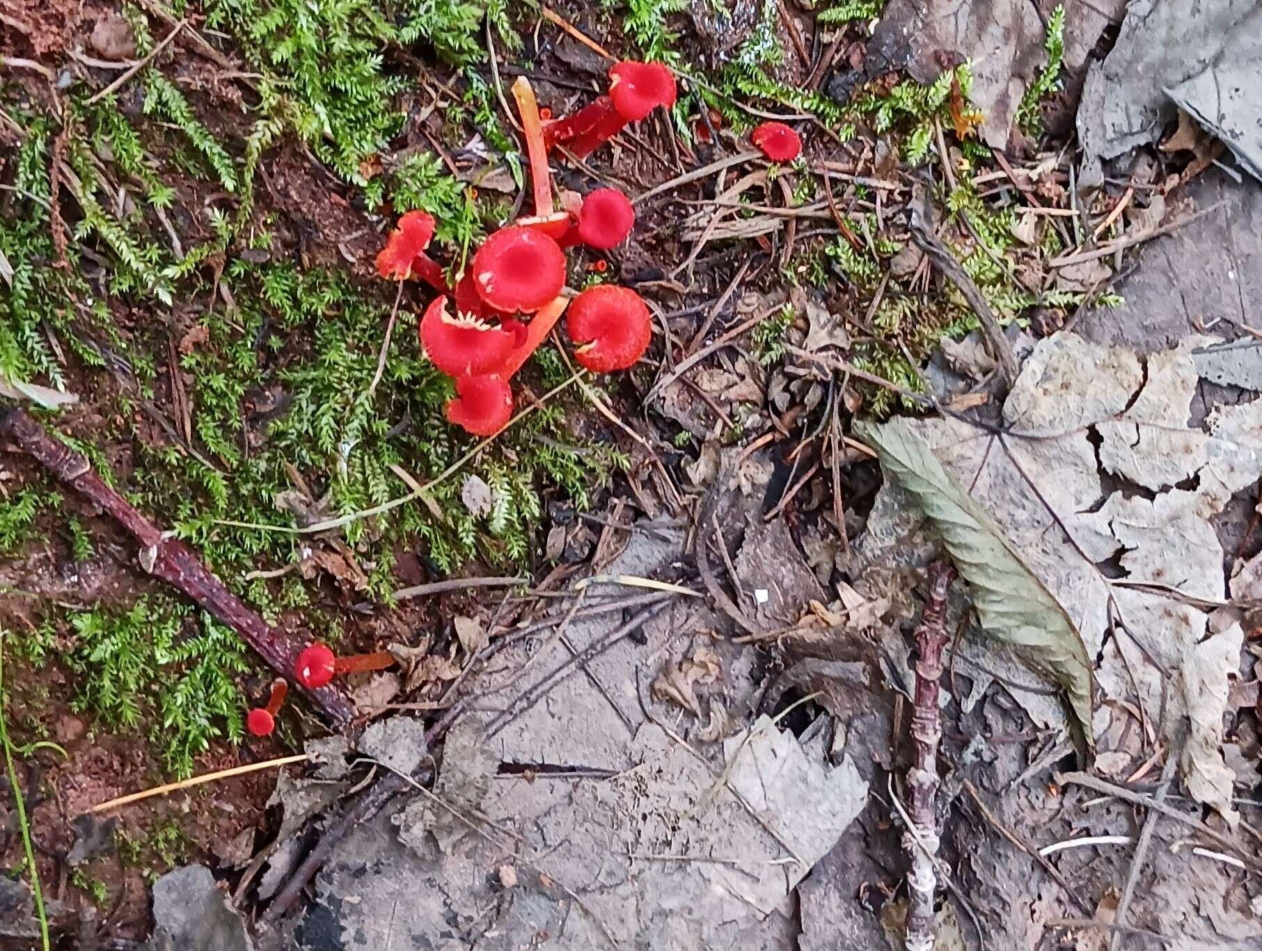 Слика од Hygrocybe coccineocrenata (P. D. Orton) M. M. Moser 1967