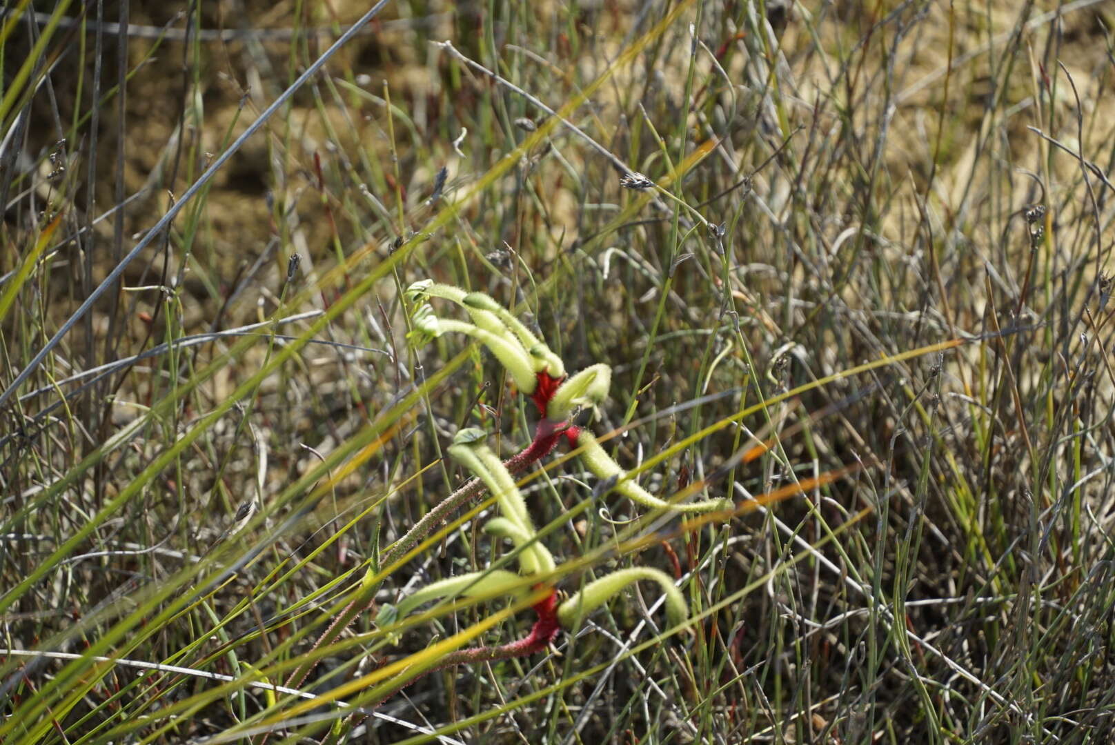 Image of Anigozanthos bicolor subsp. decrescens Hopper