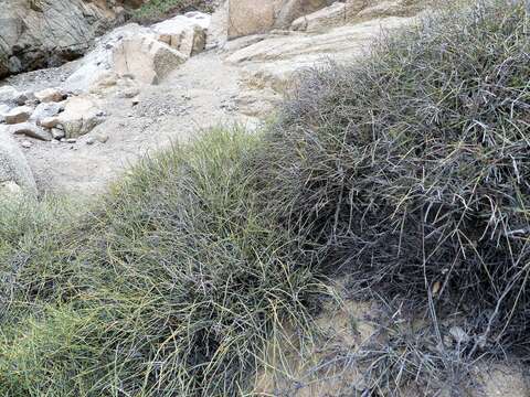 Image of Ephedra breana Phil.