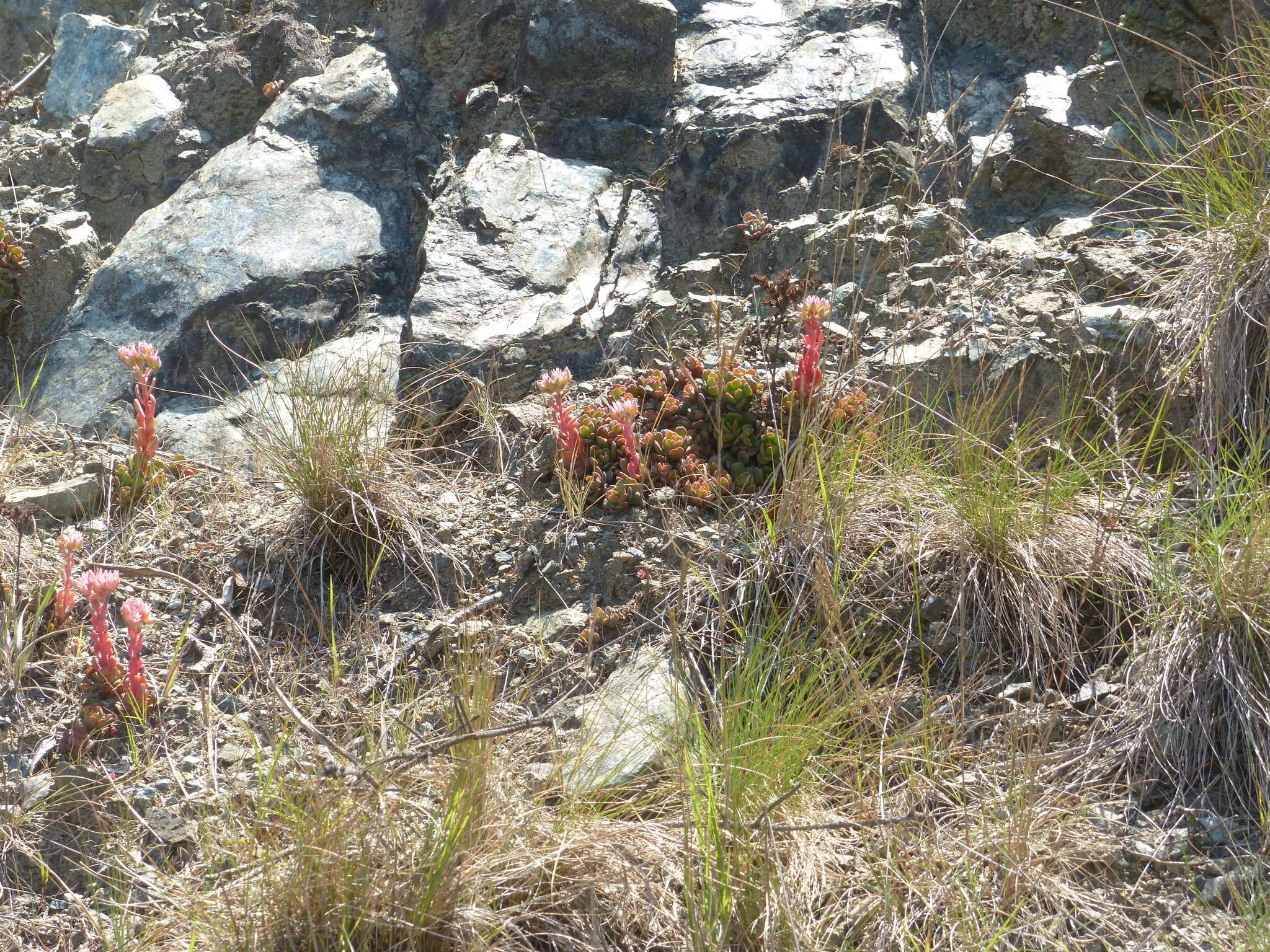 Imagem de Sedum laxum subsp. laxum