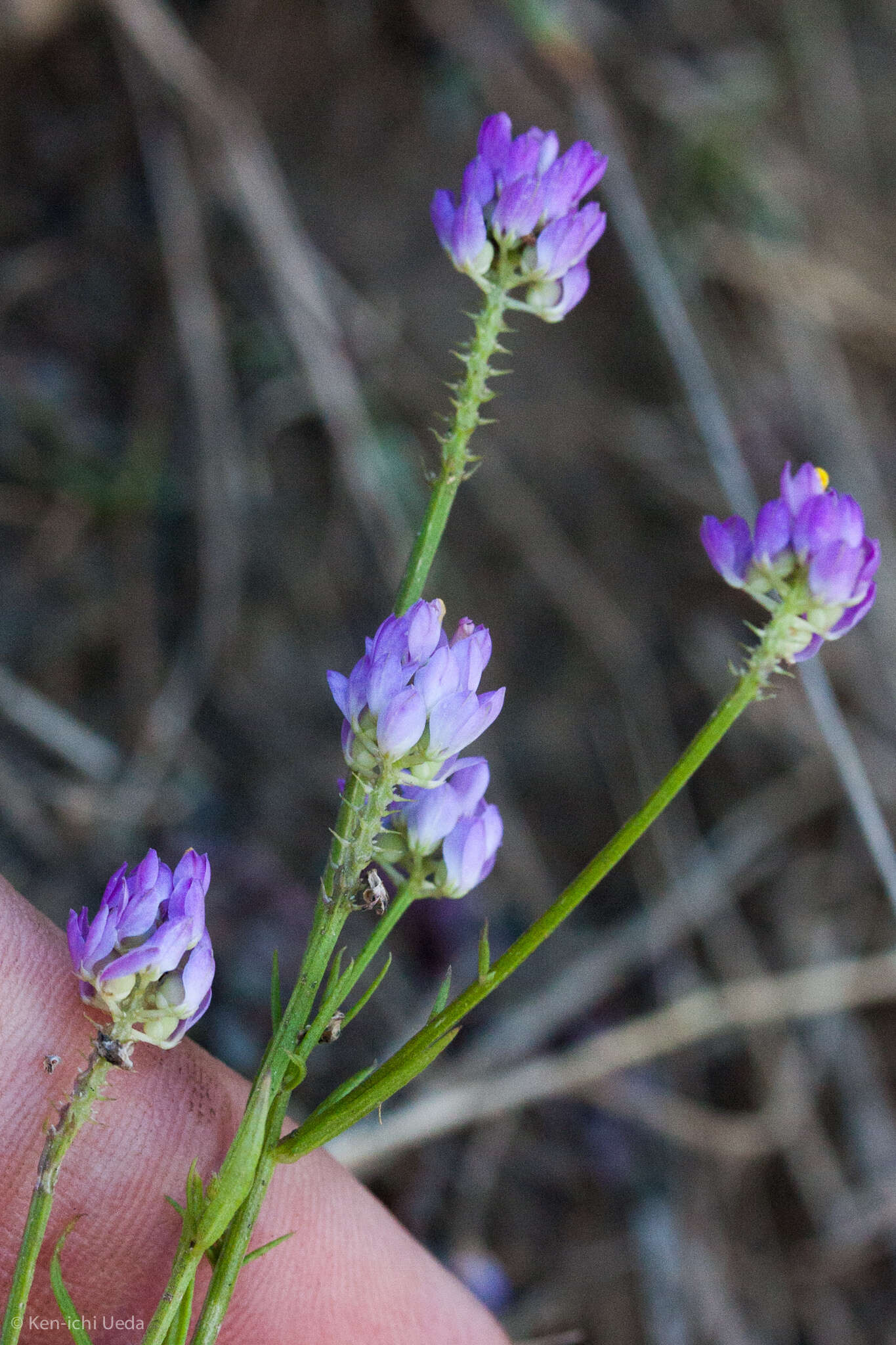 Image of Nuttall's milkwort