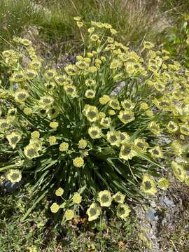 Image of Bupleurum stellatum L.