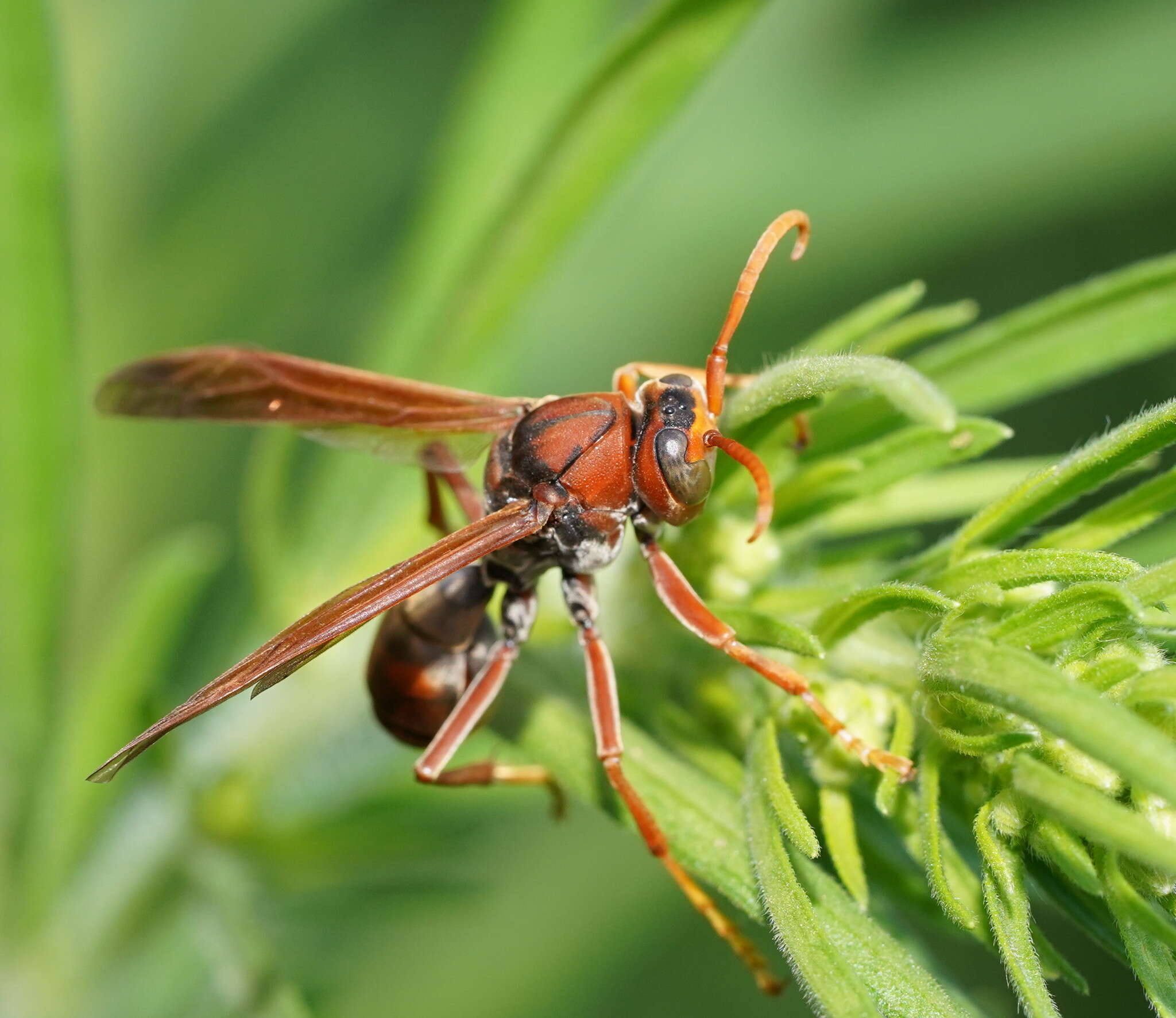 Image of Polistes erythrinus Holmgren 1868