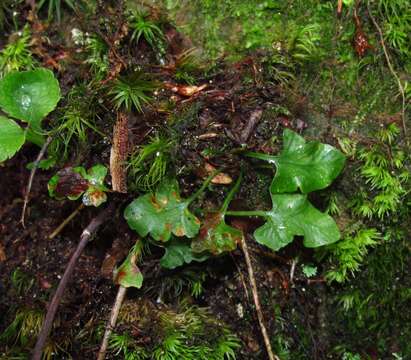 Asplenium pinnatifidum Nutt. resmi