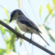 Image of Ashy Minivet