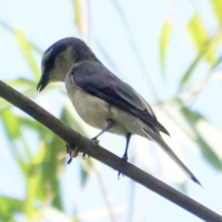 Image of Ashy Minivet