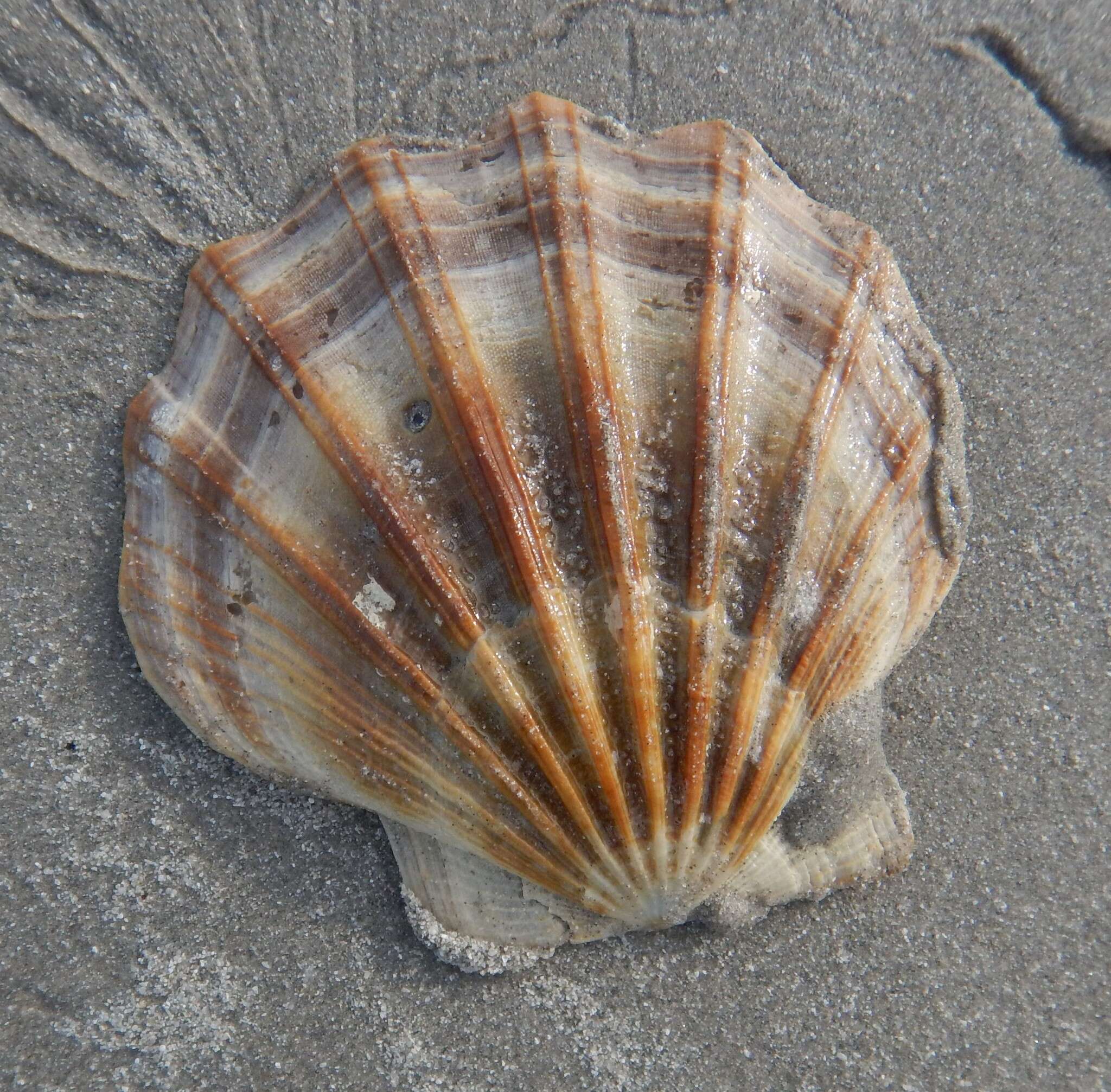 Image of Equichlamys Iredale 1929