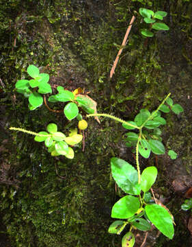 Image of Terrestrial Peperomia