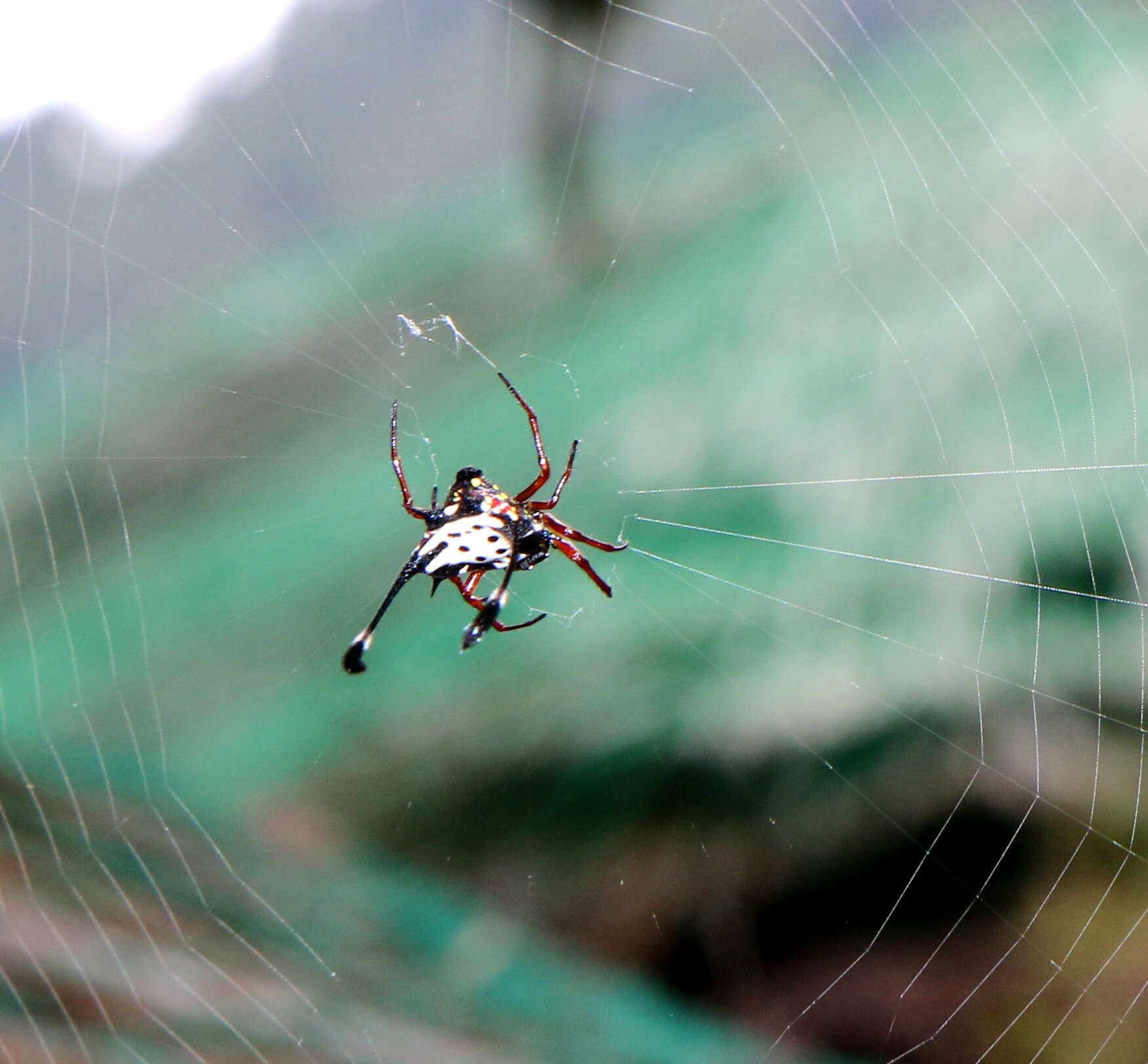 Image of Gasteracantha clavigera Giebel 1863