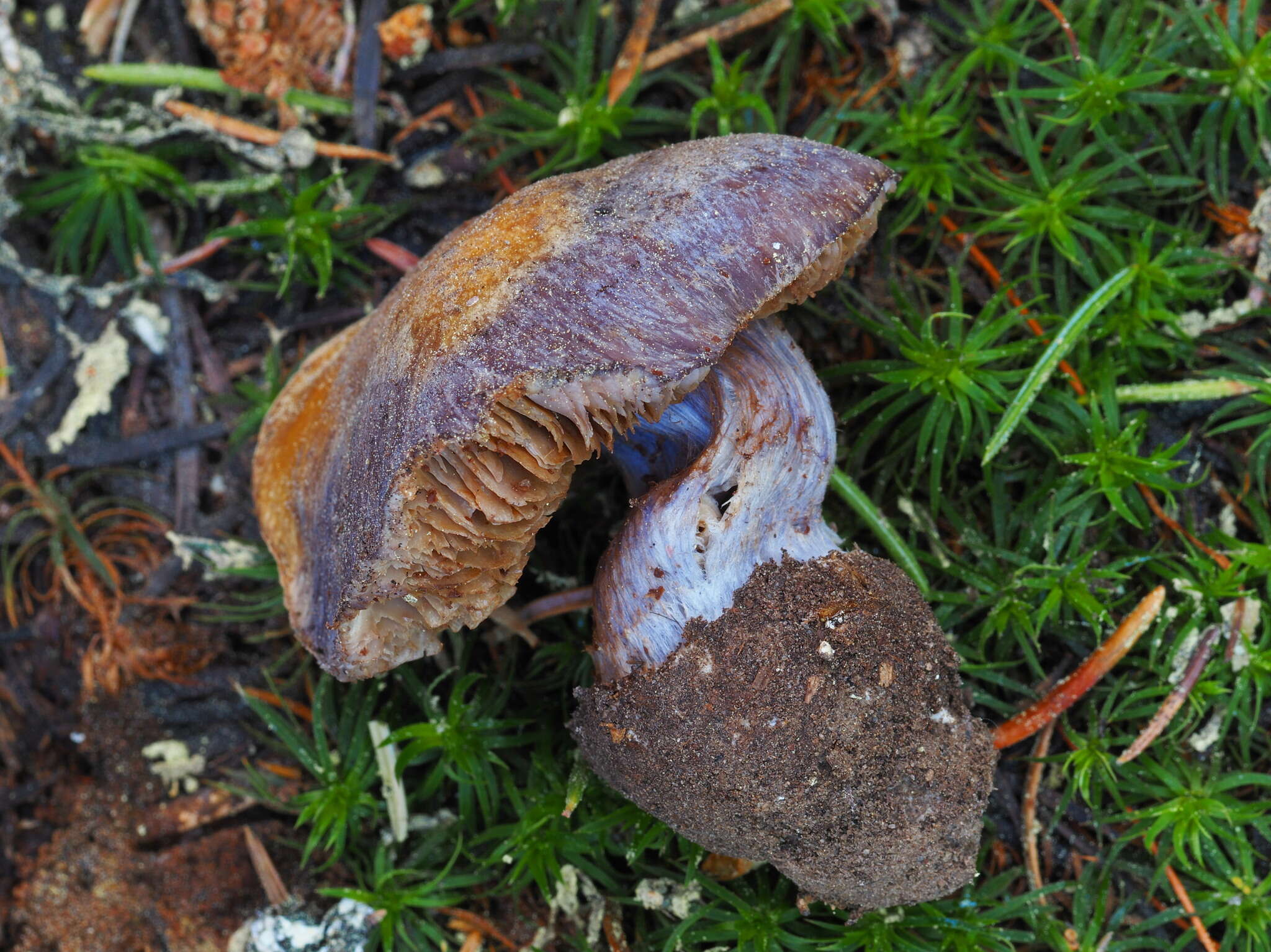 Image of Cortinarius subolivascens A. H. Sm. 1944