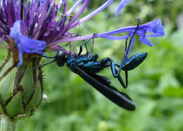 Image of Blue Mud Wasps