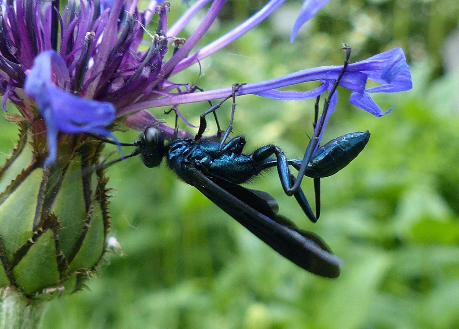 Image of Blue Mud Wasps