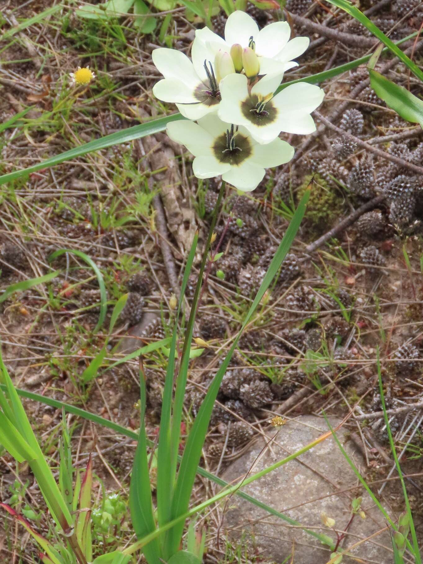 Image of Ixia abbreviata Houtt.