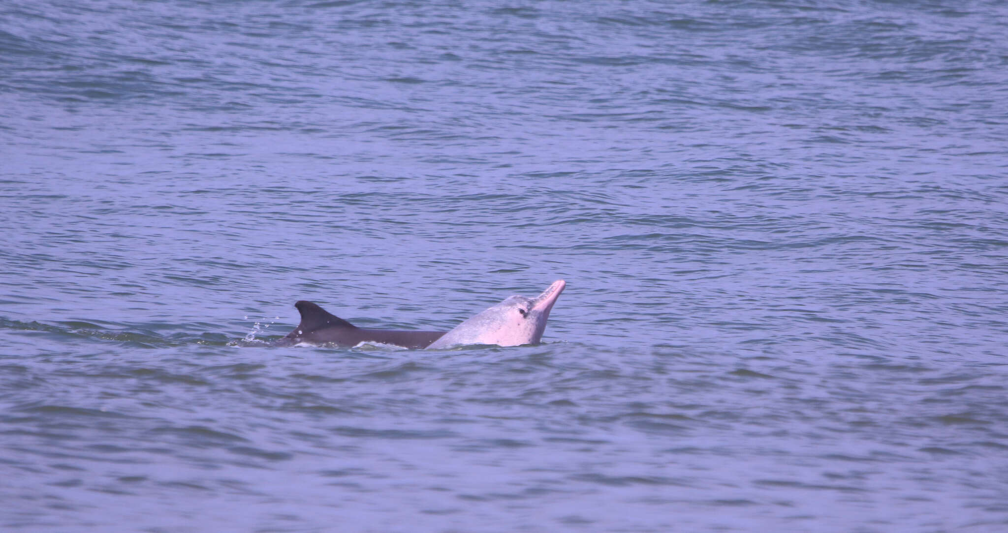 Image of Indian Humpback Dolphin