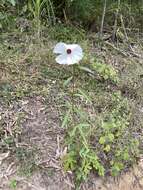 Image of Hibiscus meraukensis Hochr.