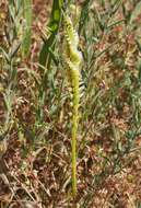 Image of Western Ladies'-Tresses