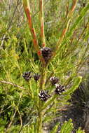 Image of Leucadendron corymbosum Berg.