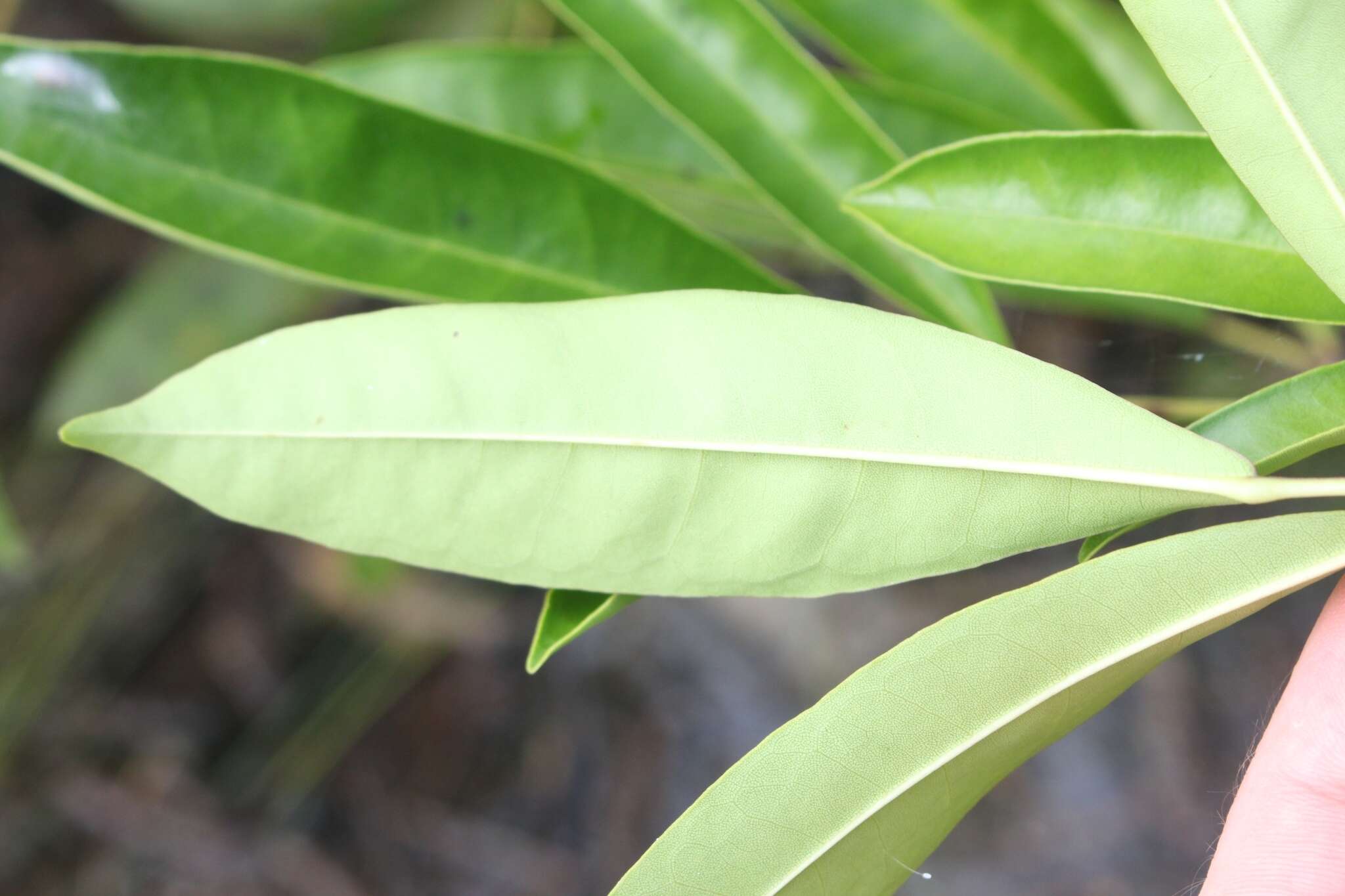 Image of Tabebuia palustris Hemsl.