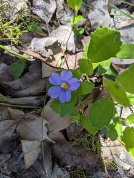 Слика од Scaevola calliptera Benth.