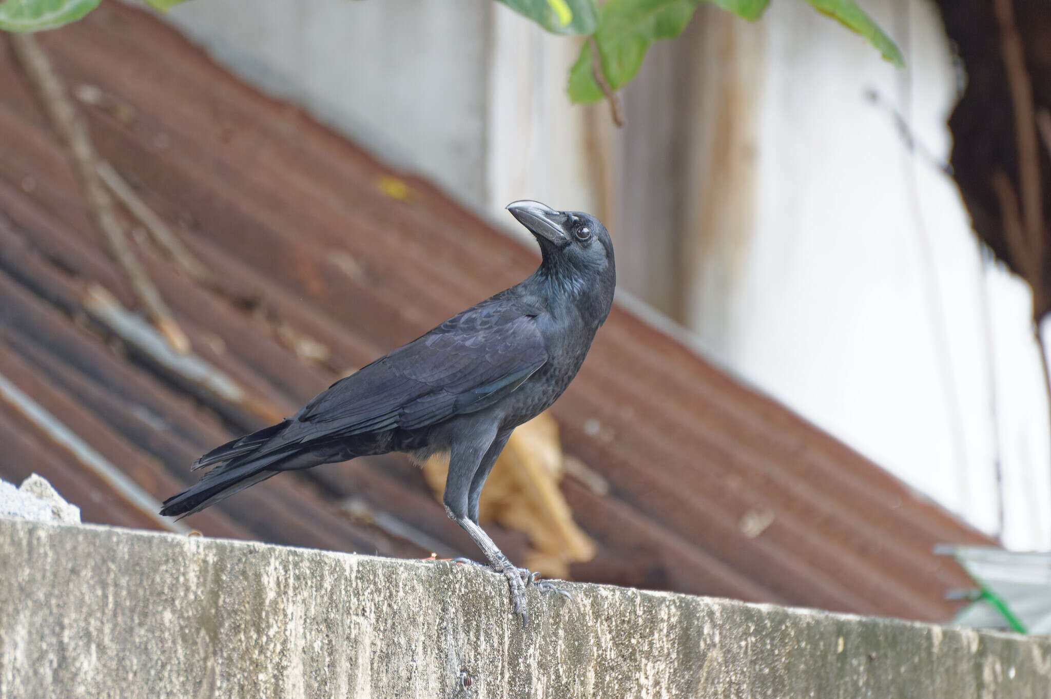 Слика од Corvus macrorhynchos levaillantii