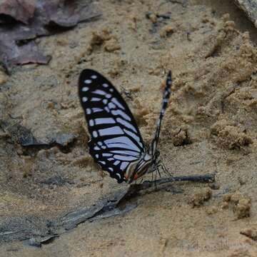 Image of Great Zebra Butterfly