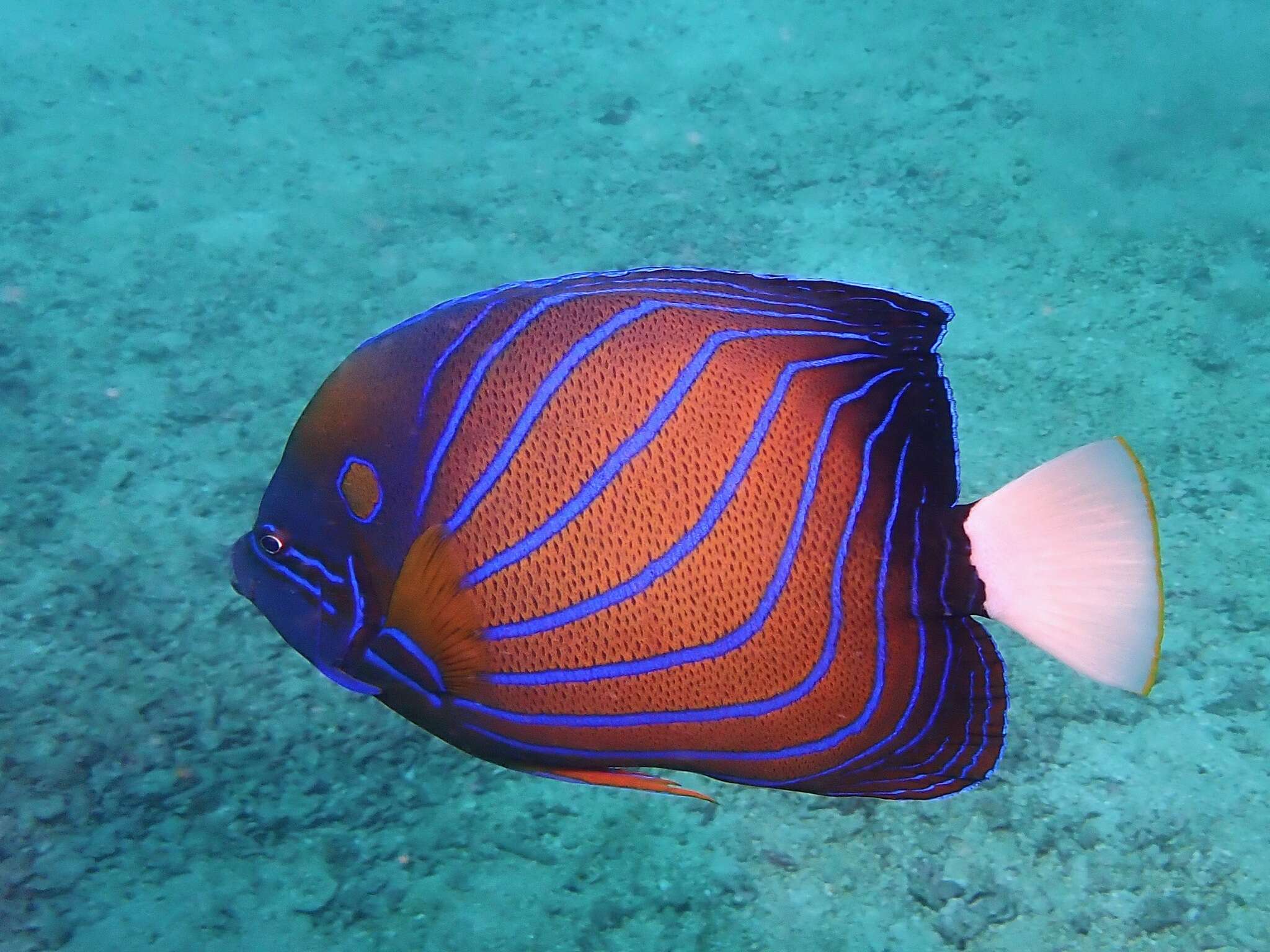 Image of Blue Ring Angelfish