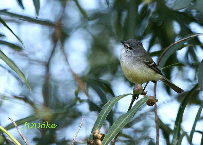 Image of Straneck's Tyrannulet