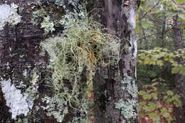 Image of Bloody beard lichen;   Beard lichen