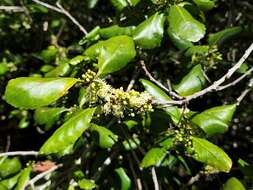 Image de Ilex socorroensis T. S. Brandegee