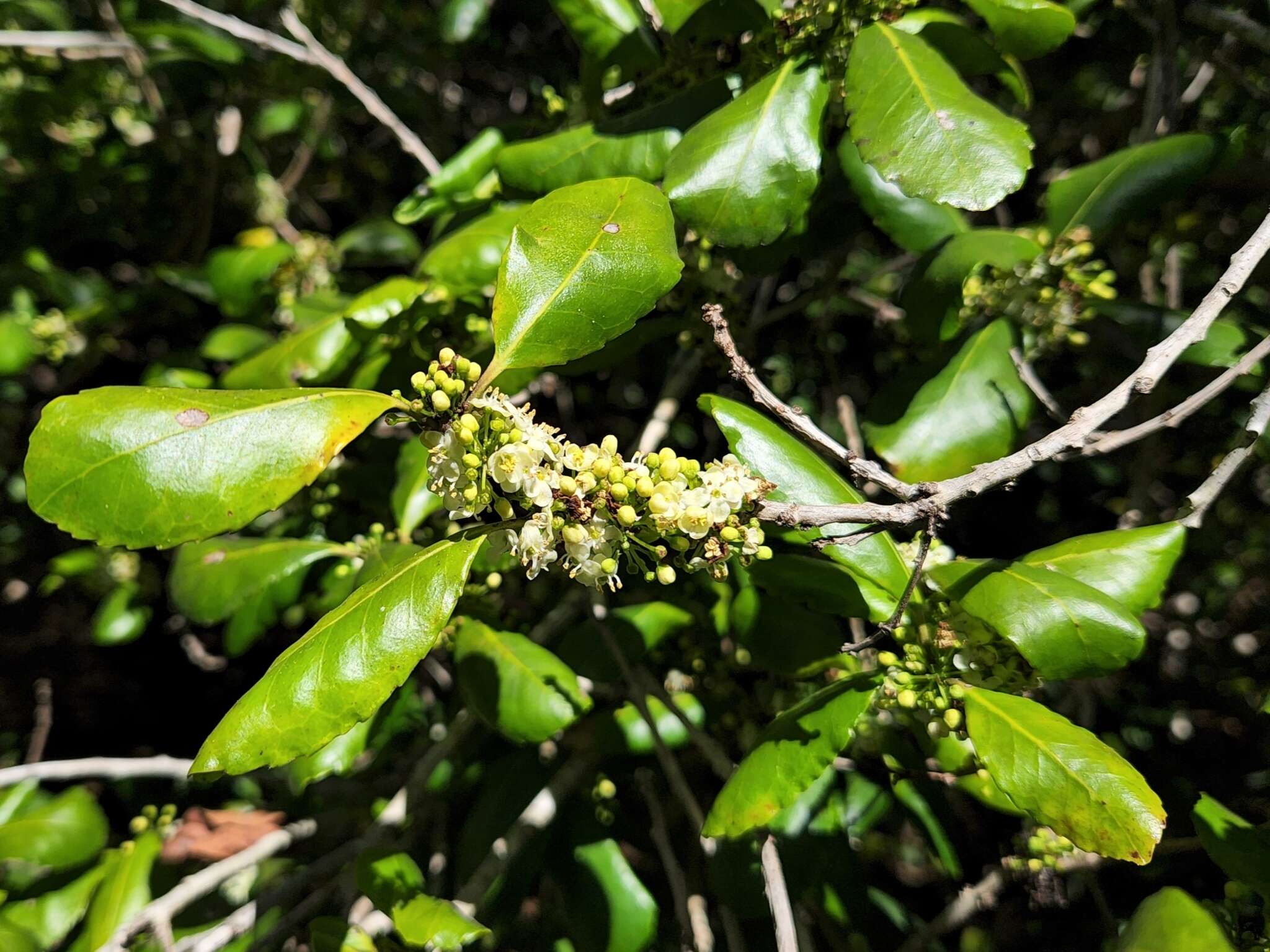 Image of Ilex socorroensis T. S. Brandegee