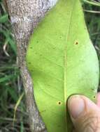 Pleioluma queenslandica (P. Royen) Swenson resmi