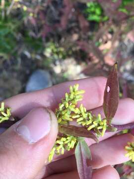 Image of showy goldenrod