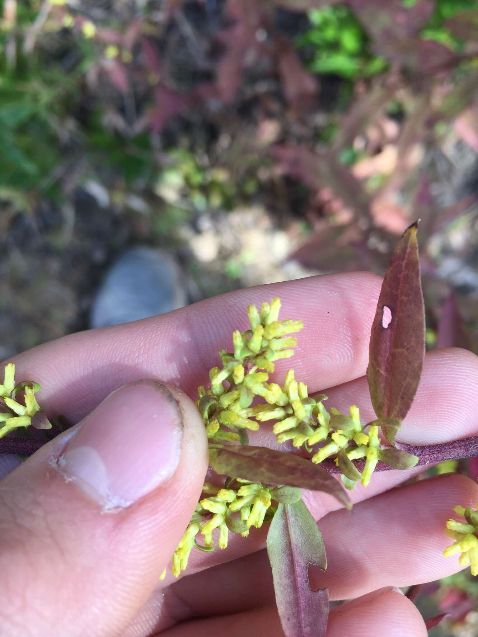 Image of showy goldenrod