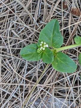 Imagem de Boerhavia repens L.