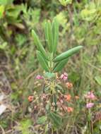 صورة Kalmia angustifolia subsp. carolina (Small) A. Haines