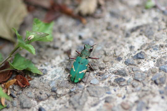 Sivun Cicindela (Cicindela) japana Motschulsky 1858 kuva