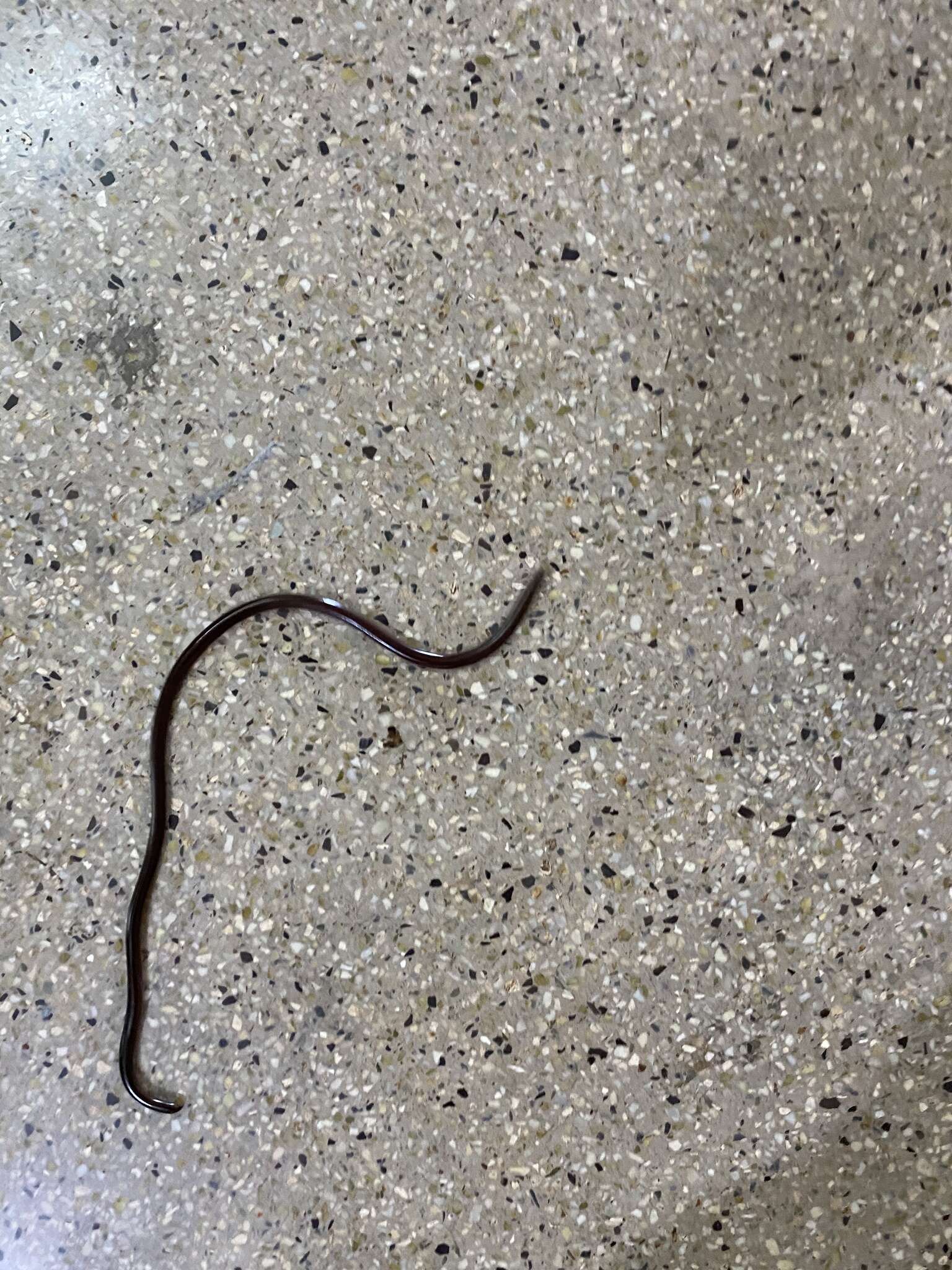 Image of Beaked Blind Snake