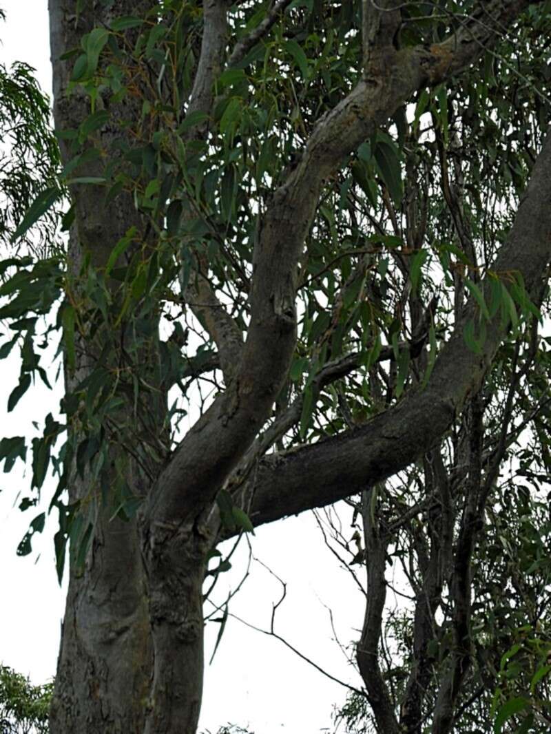 Eucalyptus angophoroides R. T. Baker的圖片