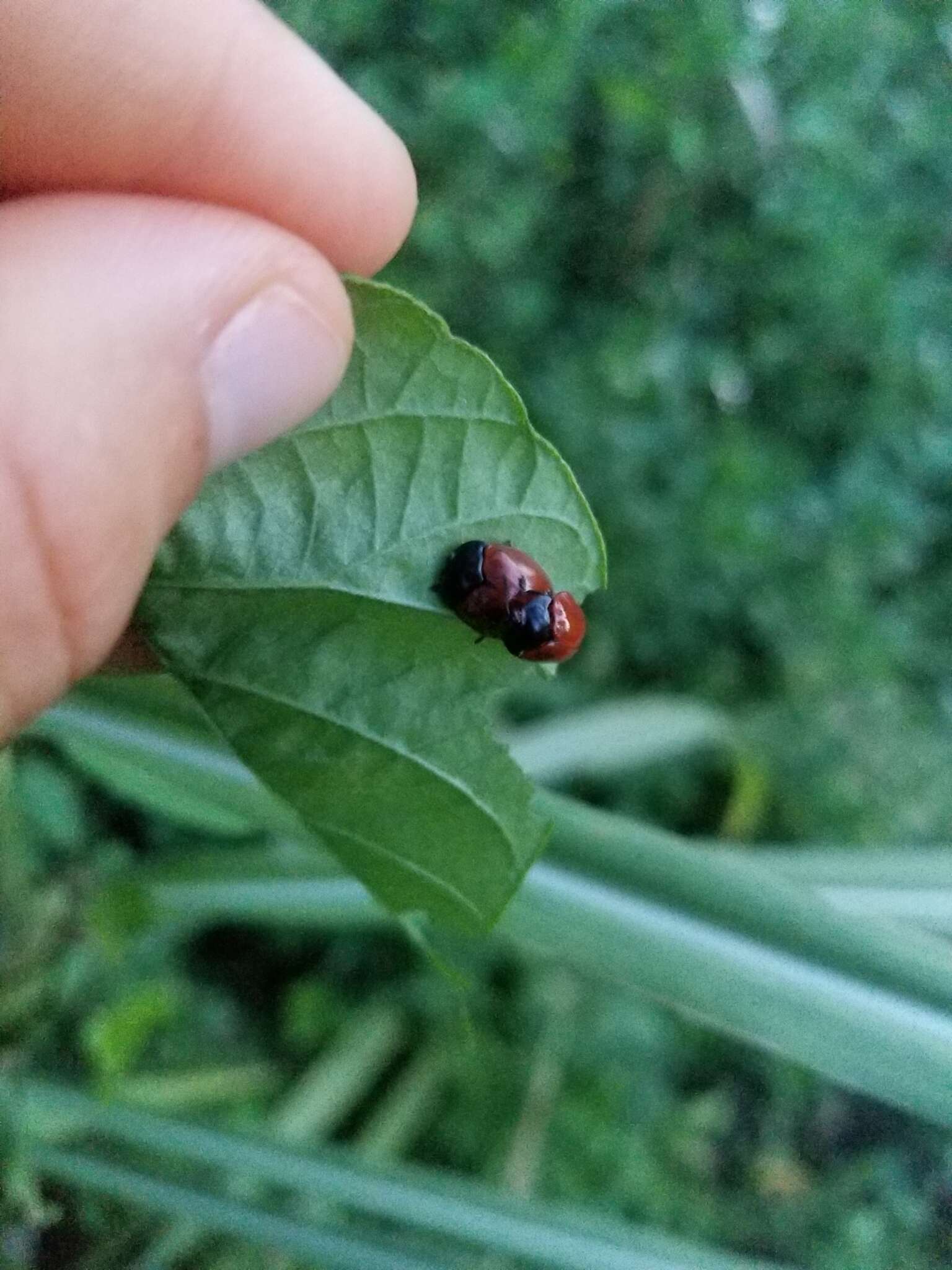 Image of Tortoise beetle