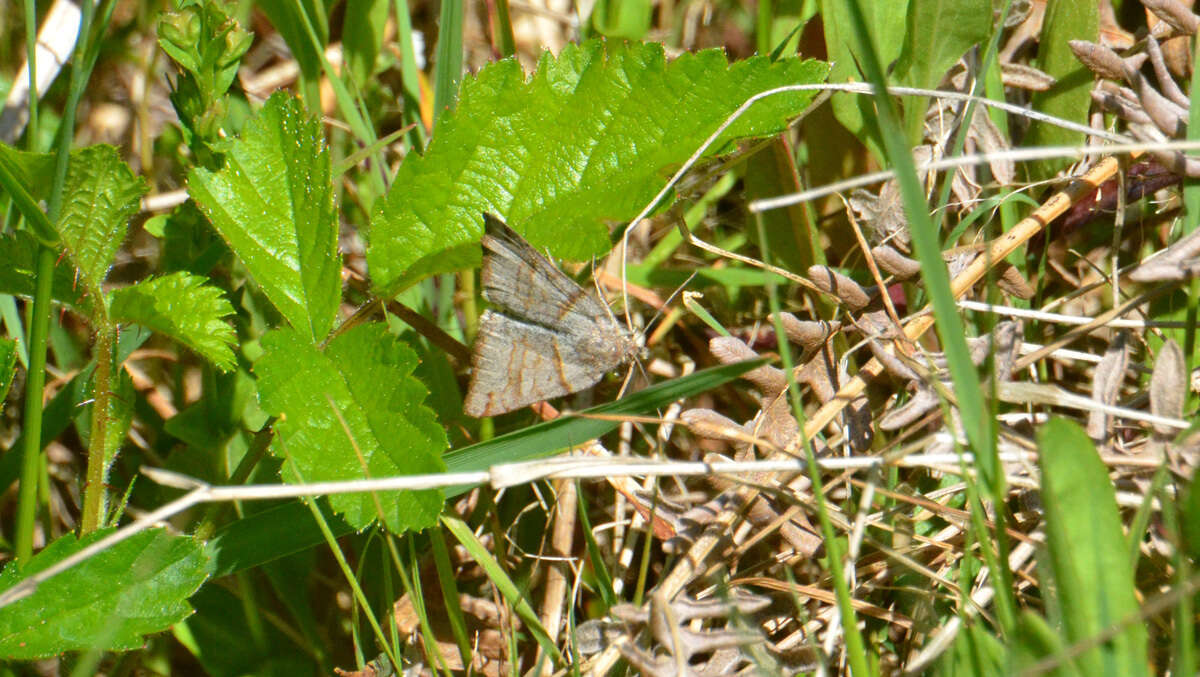 Imagem de Caenurgina caerulea Grote 1873