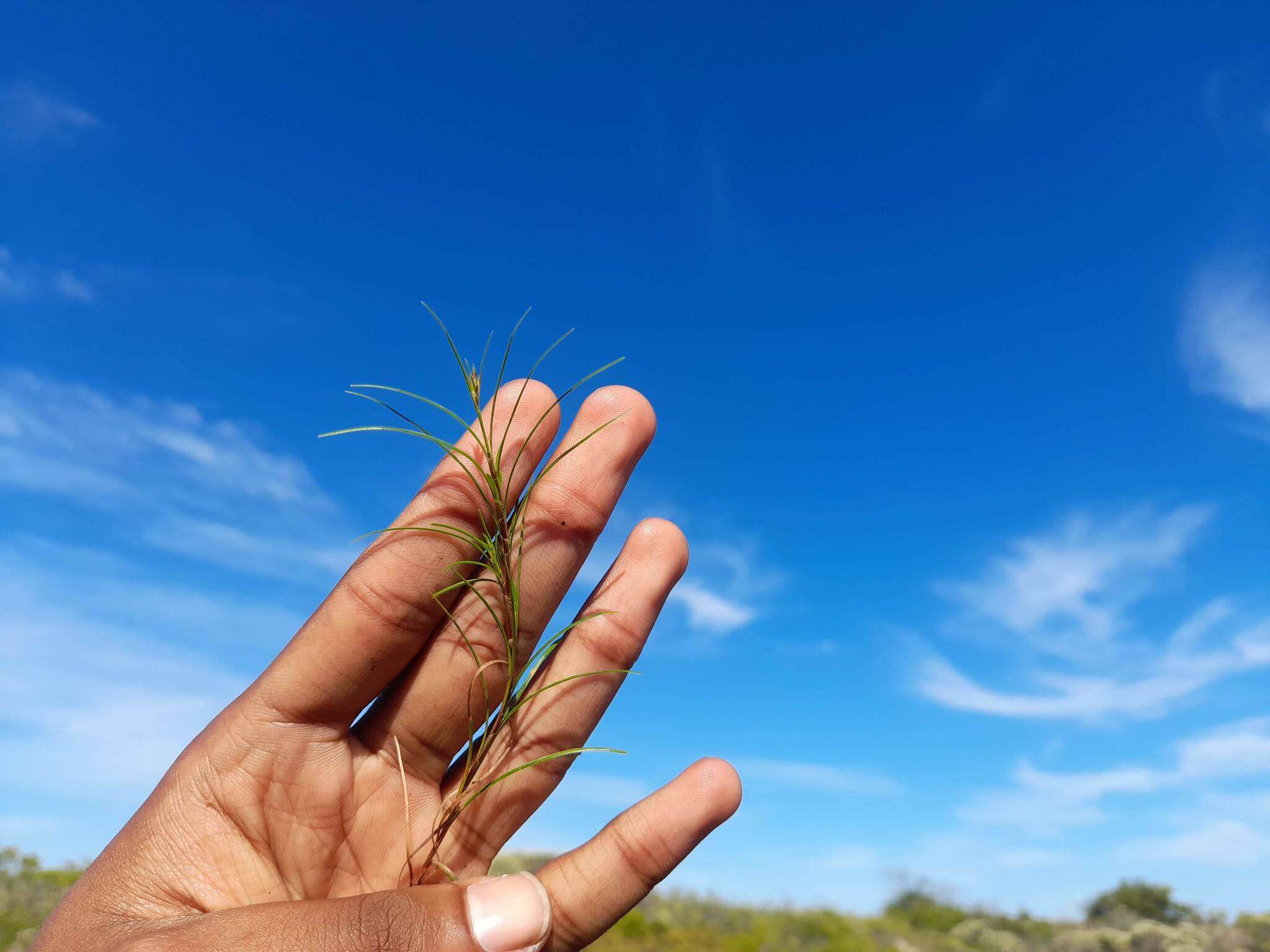 Image of Ficinia ramosissima Kunth