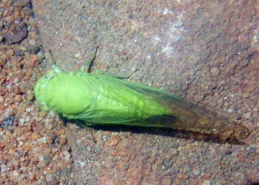 Taurella viridis (Ashton 1912)的圖片