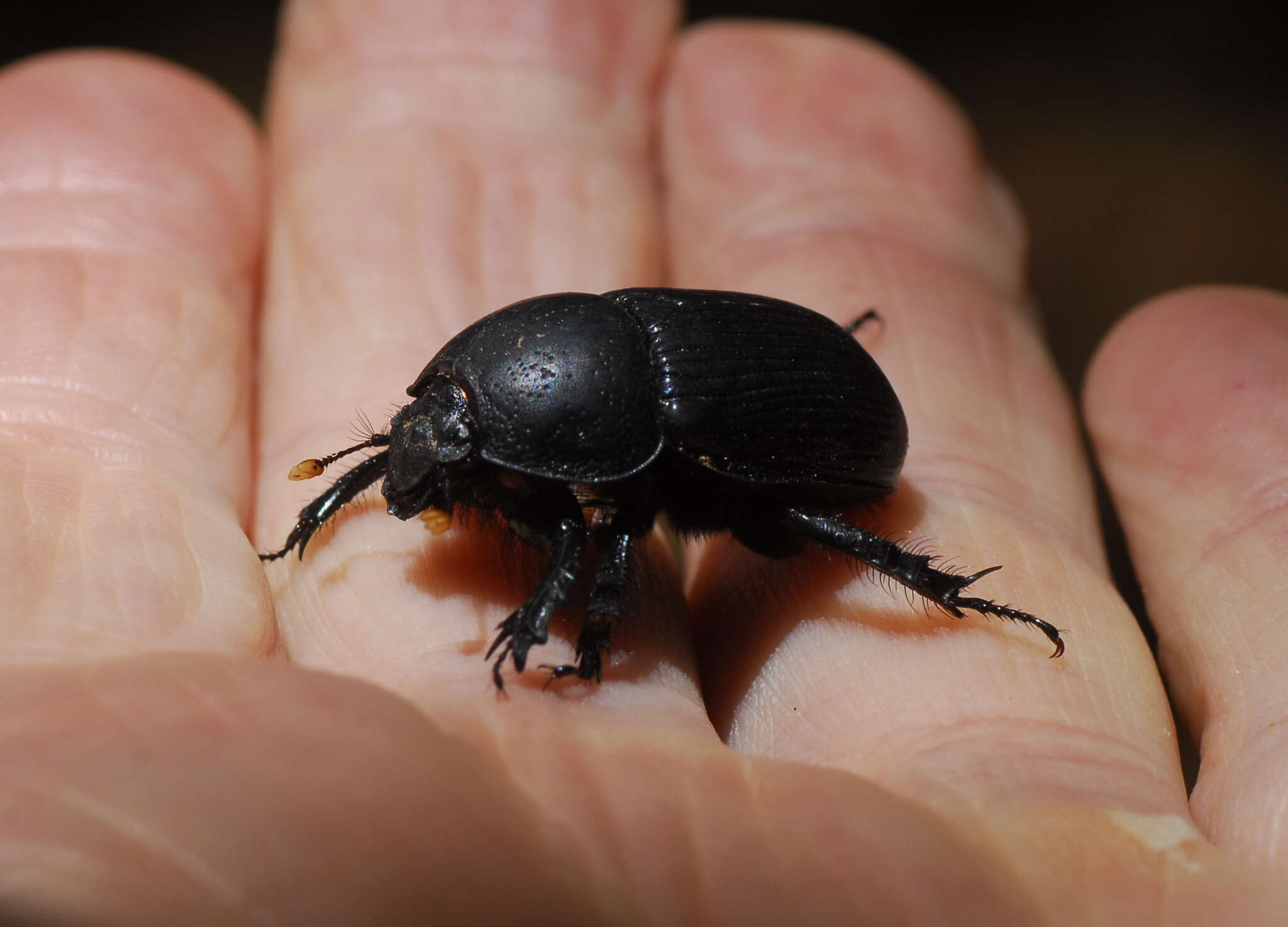 Image of Cnemotrupes sallaei (Jekel 1865)