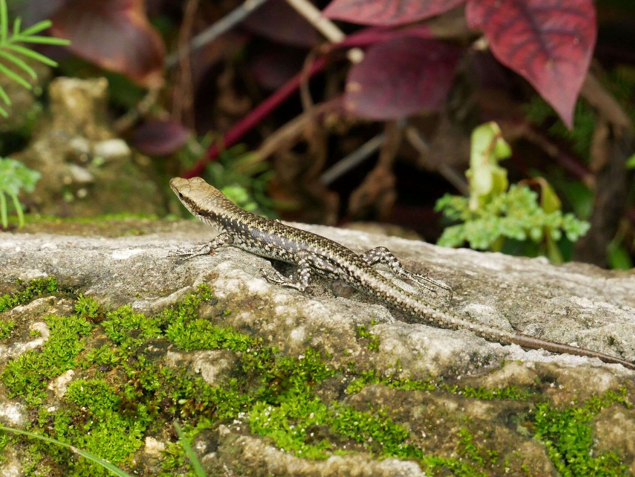 Image of Burgers' Emo Skink