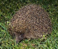 Image of Northern White-Breasted Hedgehog